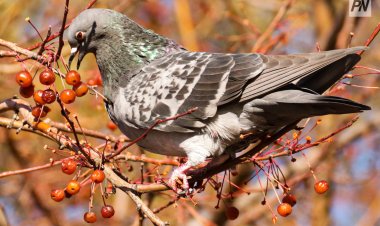Павлодарлық полицейлер жолда жатқан көгершінді клиникаға жеткізді