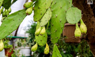 Павлодарлық гүл өсіруші ең пайдалы және ең қауіпті өсімдіктерді атады