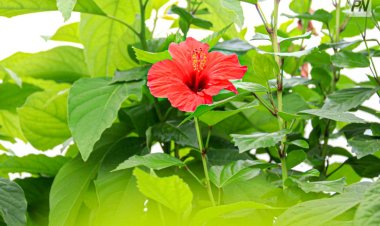 Павлодарлық флорист бөлме өсімдіктеріне күтім жасау лайфкахтарымен бөлісті