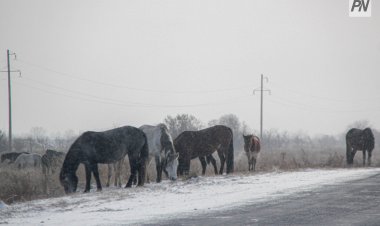 Павлодар облысында автокөлік құлынға соғылып, жүргізуші ауруханаға түсті