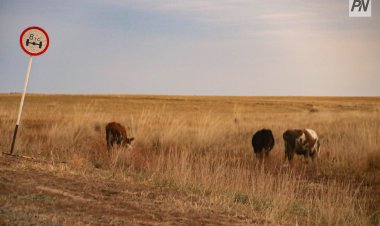 Ақсуда құны екі миллиард теңгеден асатын жайылымдық жерлер халыққа қайтарылды