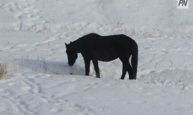 В экибастузском селе объявили карантин