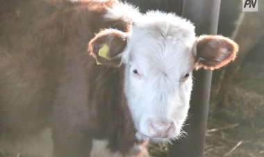 Павлодар ауданында сүт өндірісінің көлемі артты