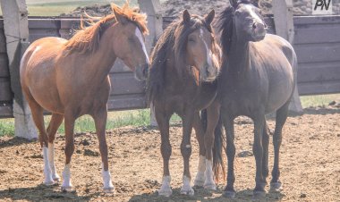 Оперативники Аксу задержали конокрадов
