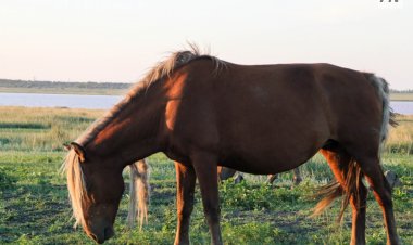 Екібастұзда тұқымды жылқылар көрсетіледі