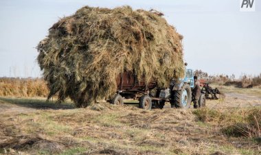 Екібастұзда шөп үйіндісін дұрыс  тасымалдамаған жүргізуші айыппұл төледі