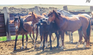 Несколько лошадей паслись без присмотра на трассе в Иртышском районе