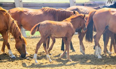 Баянаульский учитель спас застрявшего в сетке рабице жеребёнка