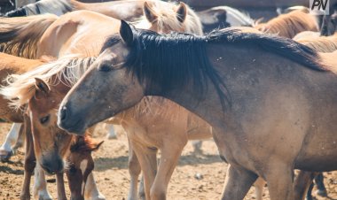 Павлодар ауданында қараусыз жайылған 500-ге жуық жылқы алқаптарды таптады