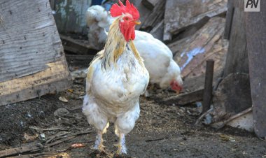 В Павлодарской области продолжают выяснять причины падежа домашней птицы