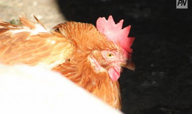 Павлодар облысында үй құстарының өлу себептері анықталуда