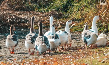 Любовь и гусята: как в Кузьмино строят жизнь заново