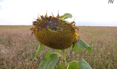 Прошлогодняя засуха сказалась на производстве продуктов в Павлодарской области