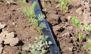 Павлодар облысы дихандарына қанша текше метр су бөлінді?
