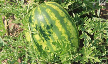 Павлодар облысы қарбыз алаңдары бойынша ТОП-6 өңірге кірді