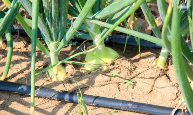 В Чечне прошел фестиваль черемши