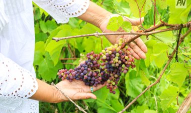 Павлодарских фермеров научат сокращать объем пестицидов для «чистого» урожая