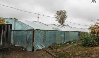 В тепличном комплексе Экибастуза объявили карантин