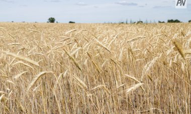 Как вырос экспорт казахстанского зерна нового урожая