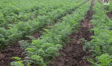 Павлодарские аграрии в 2025 году получили миллионы кубометров воды