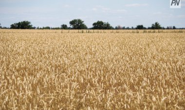 Сұранысқа ие: Жаңа астық қайда экспортталады?