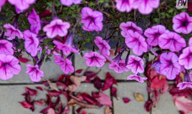 16 қыркүйекте Павлодар облысында жаңбыр жауады