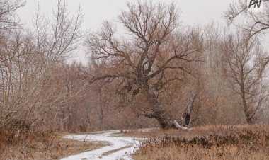 Туман и гололёд: погода в Павлодарской области 30 ноября