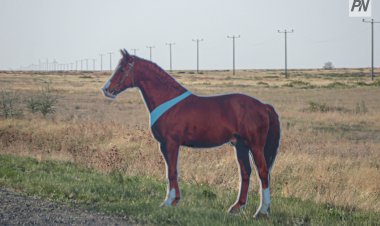 Павлодар облысында қараусыз мал жолға шығып кетпес үшін қауіпсіздік күшейтілді