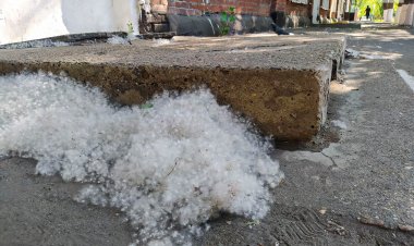 ТЖД павлодарлықтарды терек мамығының жануы туралы ескертеді