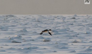 Красный снег: к производствам Павлодарской области предъявят жесткие требования