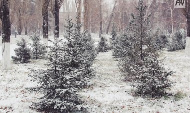 Туман и метель возможны в Павлодарской области