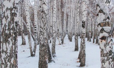 По-зимнему теплый уик-энд ожидается в Павлодаре