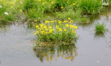 14 мамырда Павлодар облысында бұршақ түсуі мүмкін
