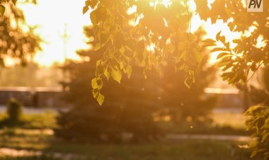 28 шілдеде Павлодар облысында күн ашық болады