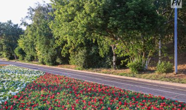 В Павлодаре за месяц высадили более тысячи саженцев
