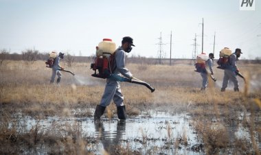 В Павлодаре приступили к потравке гнуса