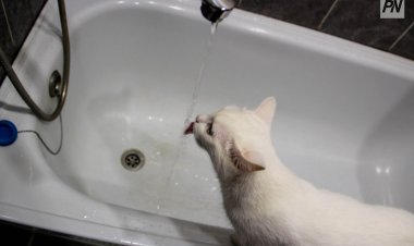 Павлодар тұрғыны ваннаны дұрыс боямағаны үшін ақшасын қайтарып алды