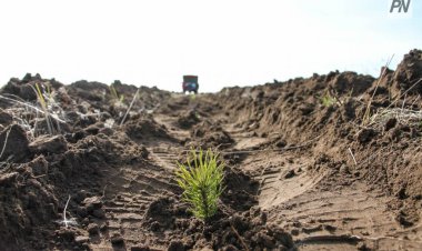 «Жасыл желек»: Павлодарда экологиялық байқаудың жеңімпаздары анықталды