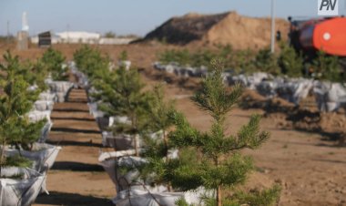 В Баянаульском районе высадили более полутысячи деревьев