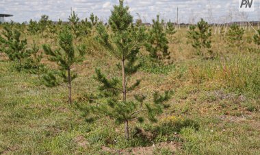 Биыл Ертіс орманында он бес миллионға жуық қарағай көшеті отырғызылады