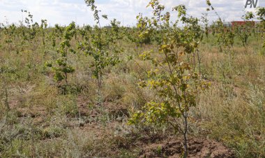 Павлодарда ірі кәсіпорын саябақтың жерін иемденбек болған