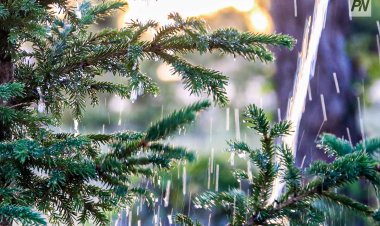 Павлодарда төрт саябақта автоматты суару жүйесі болады