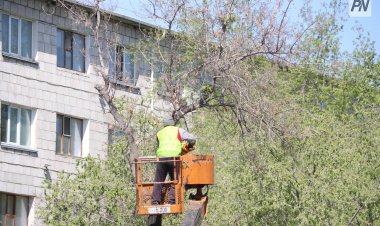 Павлодарда биыл мыңнан астам ағаш кесу өтінімі орындалды