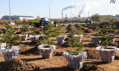 Подрядчиков призовут к ответу за неприживаемость деревьев в Аксу