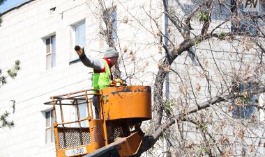 Обрезка или варварство? Экологи и власти Экибастуза ищут баланс
