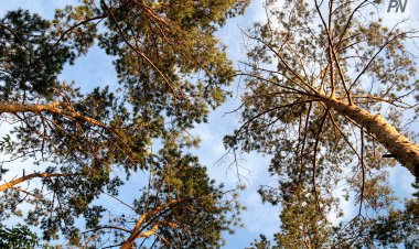 Лесники Павлодарской области наберут шишек