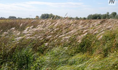 Успен ауданында ауыл шаруашылығы жерлеріне байқау жарияланады