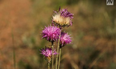 Бүгін павлодарлықтар «Тазару күнін» атап өтеді
