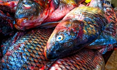 В Павлодаре планируют открыть цех по переработке рыбы