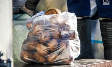 В картофеле и абрикосах на рынках Павлодара нашли нитраты